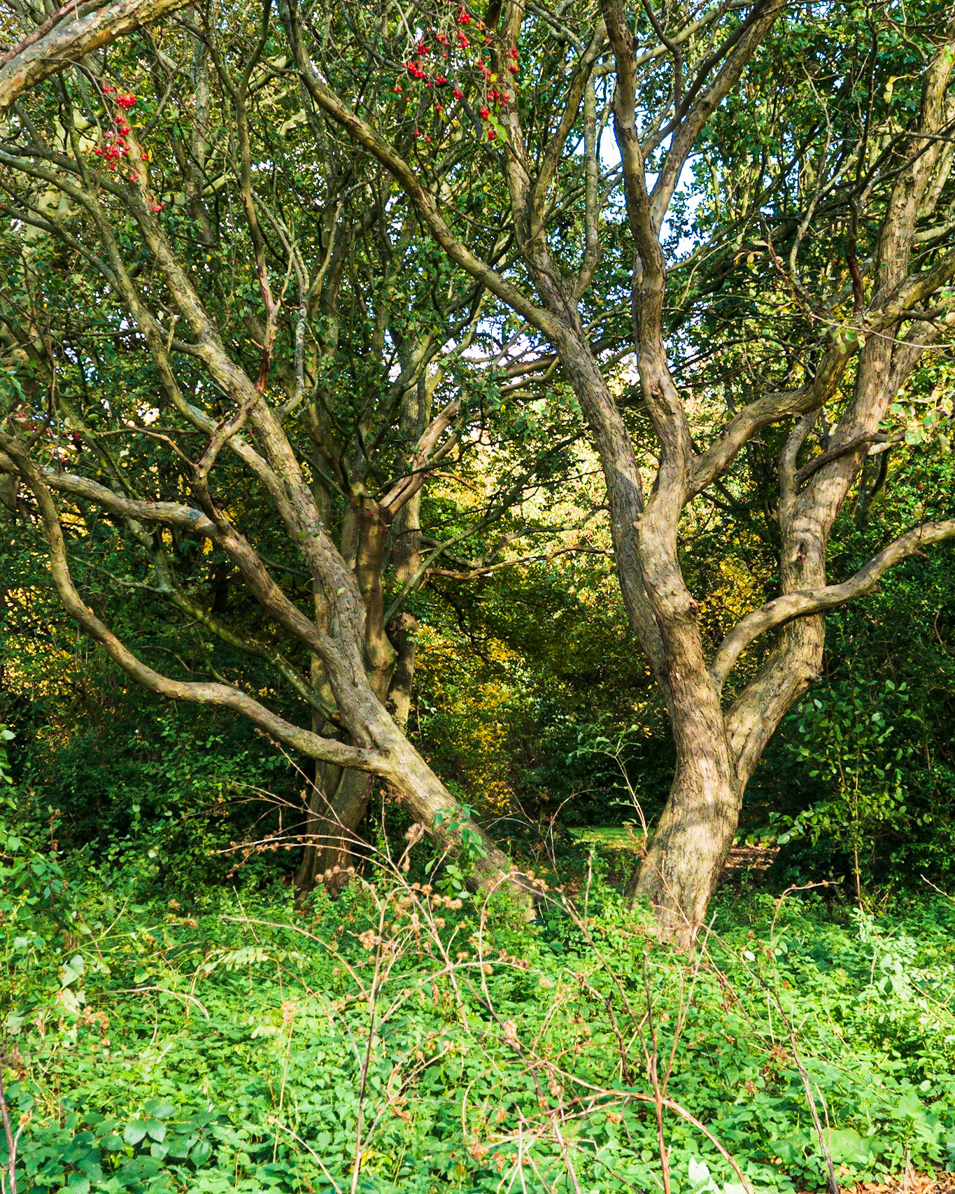 07 - Segbroekpark