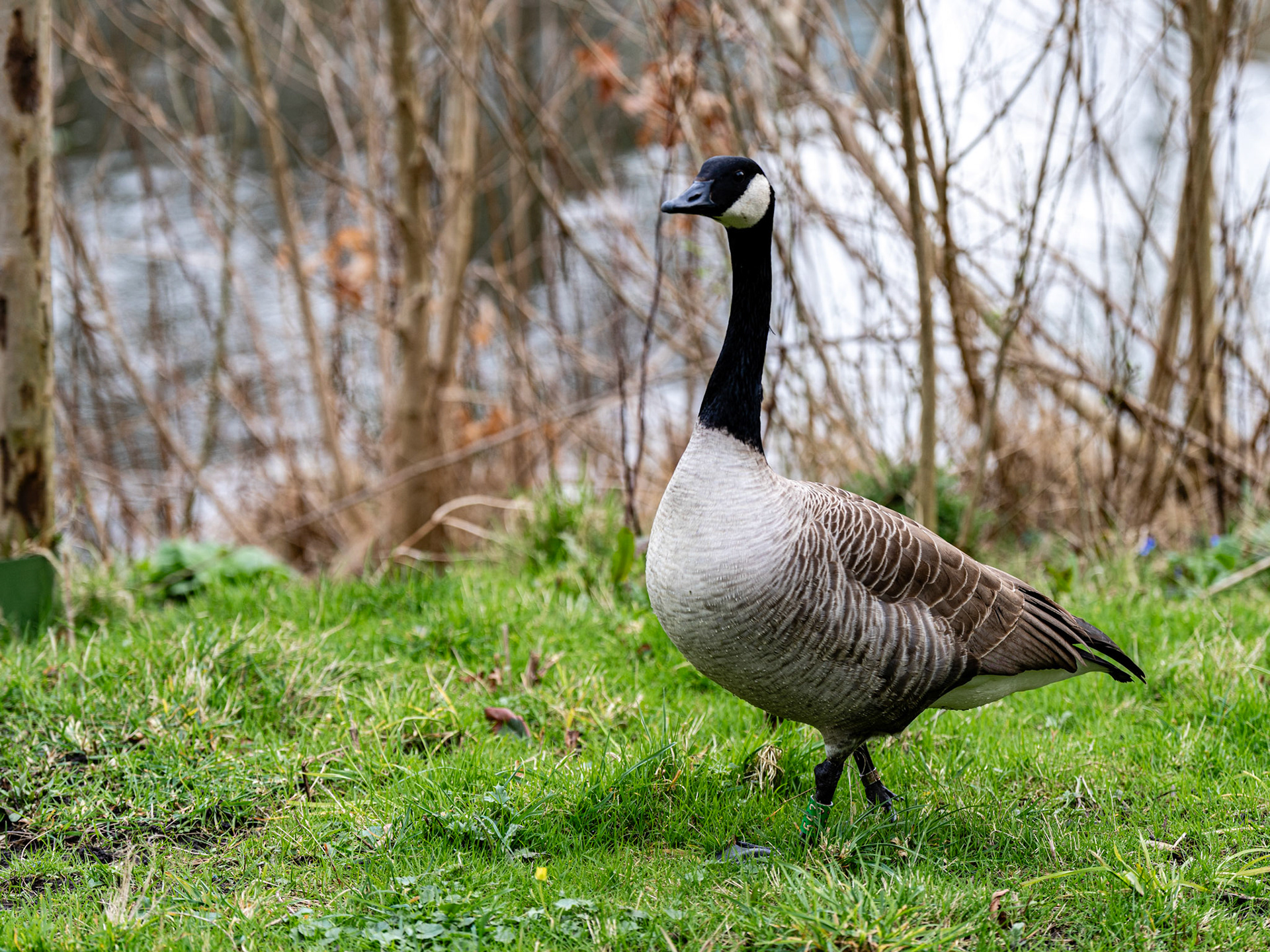 35 - Canadese gans - Canada Goose