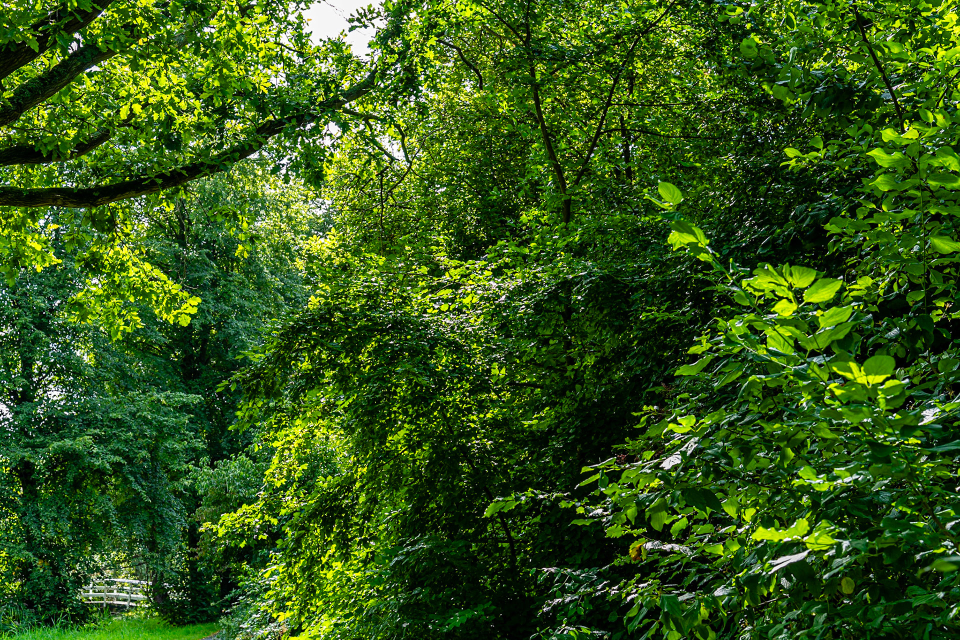 15 - Weelderig groen na regenbui, Segbroekpark