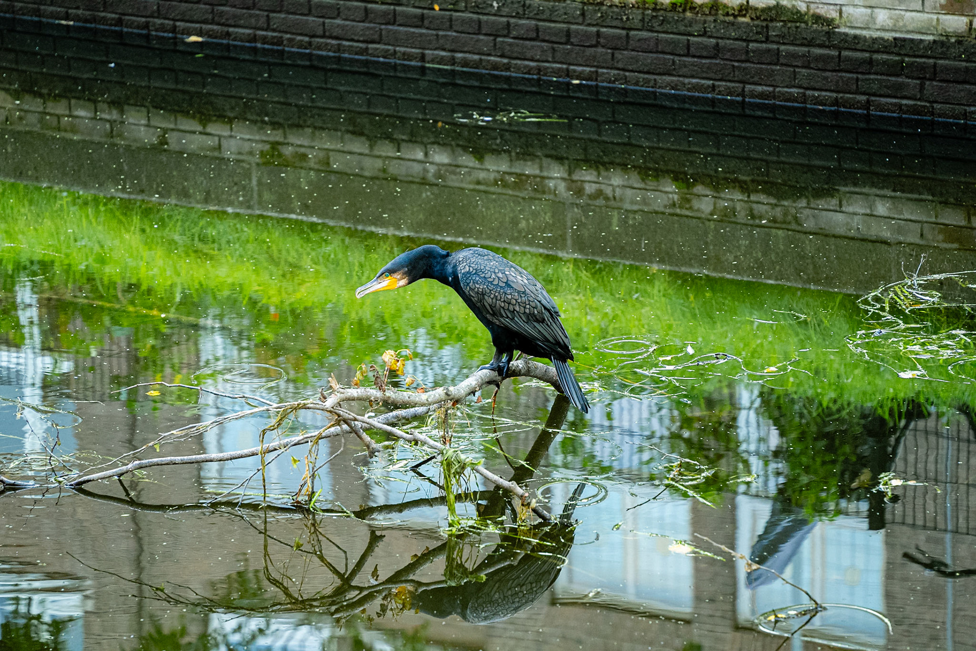 30 - Aalscholver - Cormorant