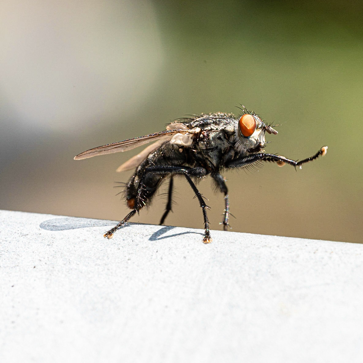 49 - De huisvlieg - The housefly