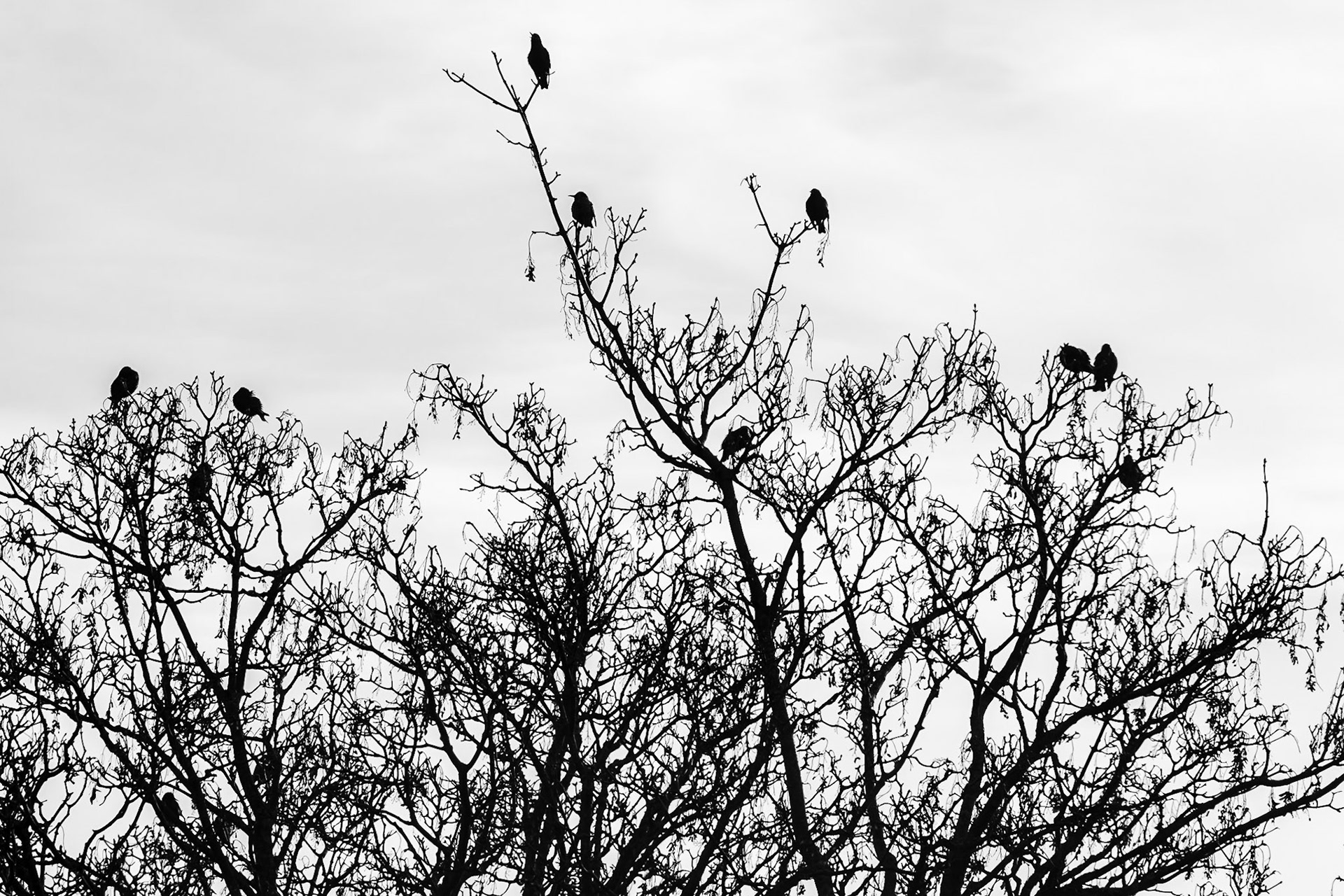 01 - Jackdaws in a tree - Kouwen in een boom