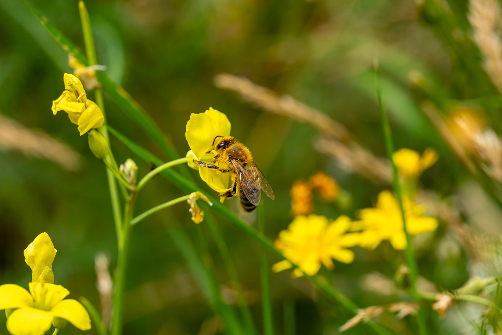 33 - Bee at work - Bij aan het werk