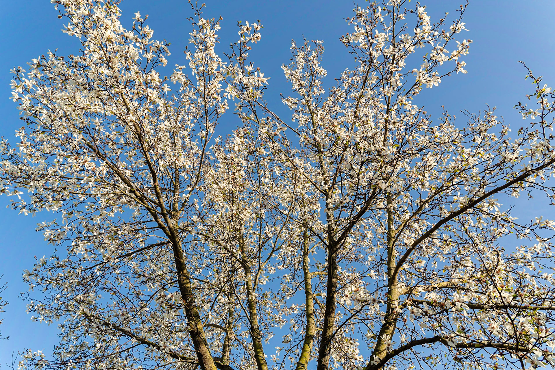 04- Cherry Blossom in The Hague - Kersenbloesem in Den Haag