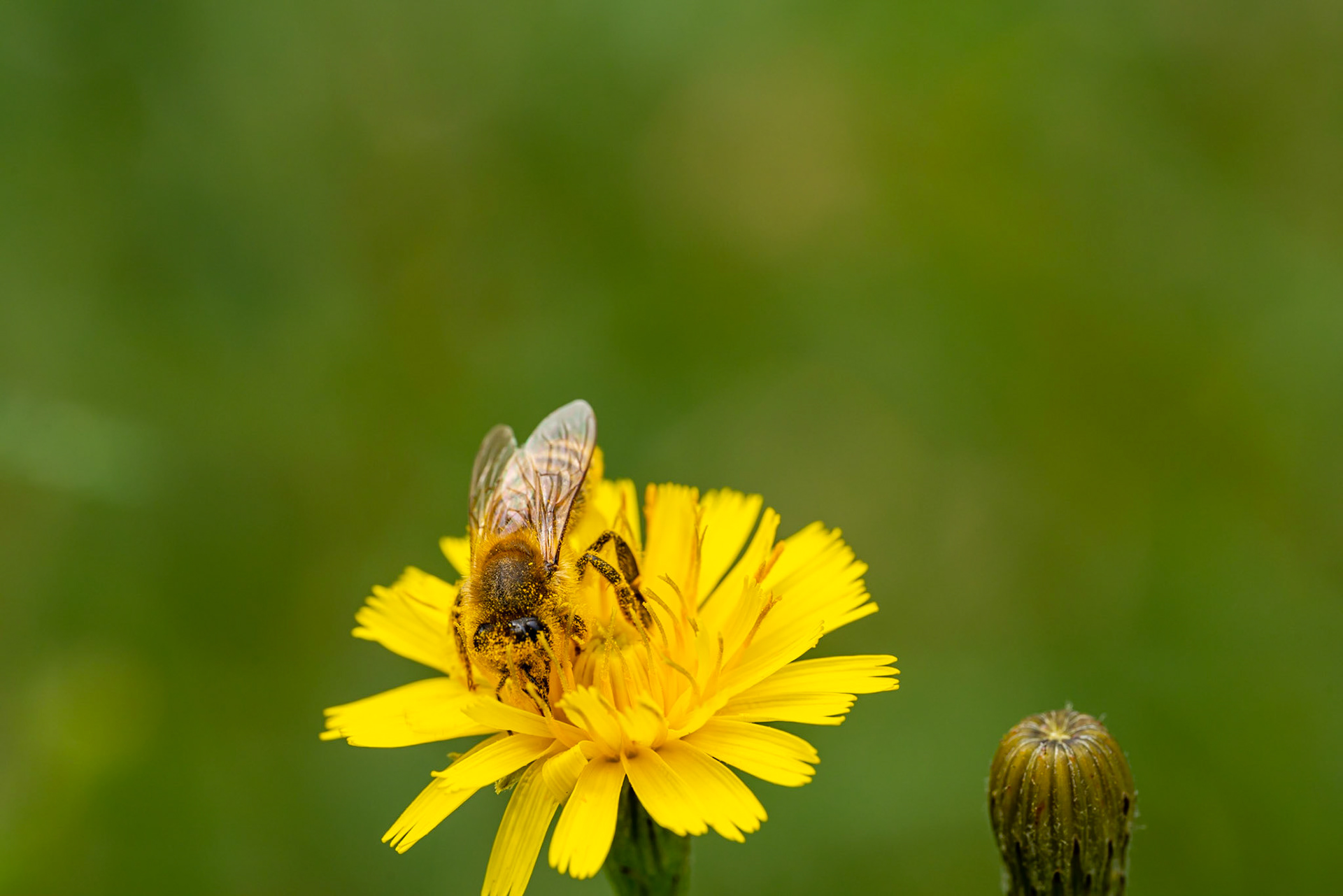 30 - Bee at work - Bij aan het werk