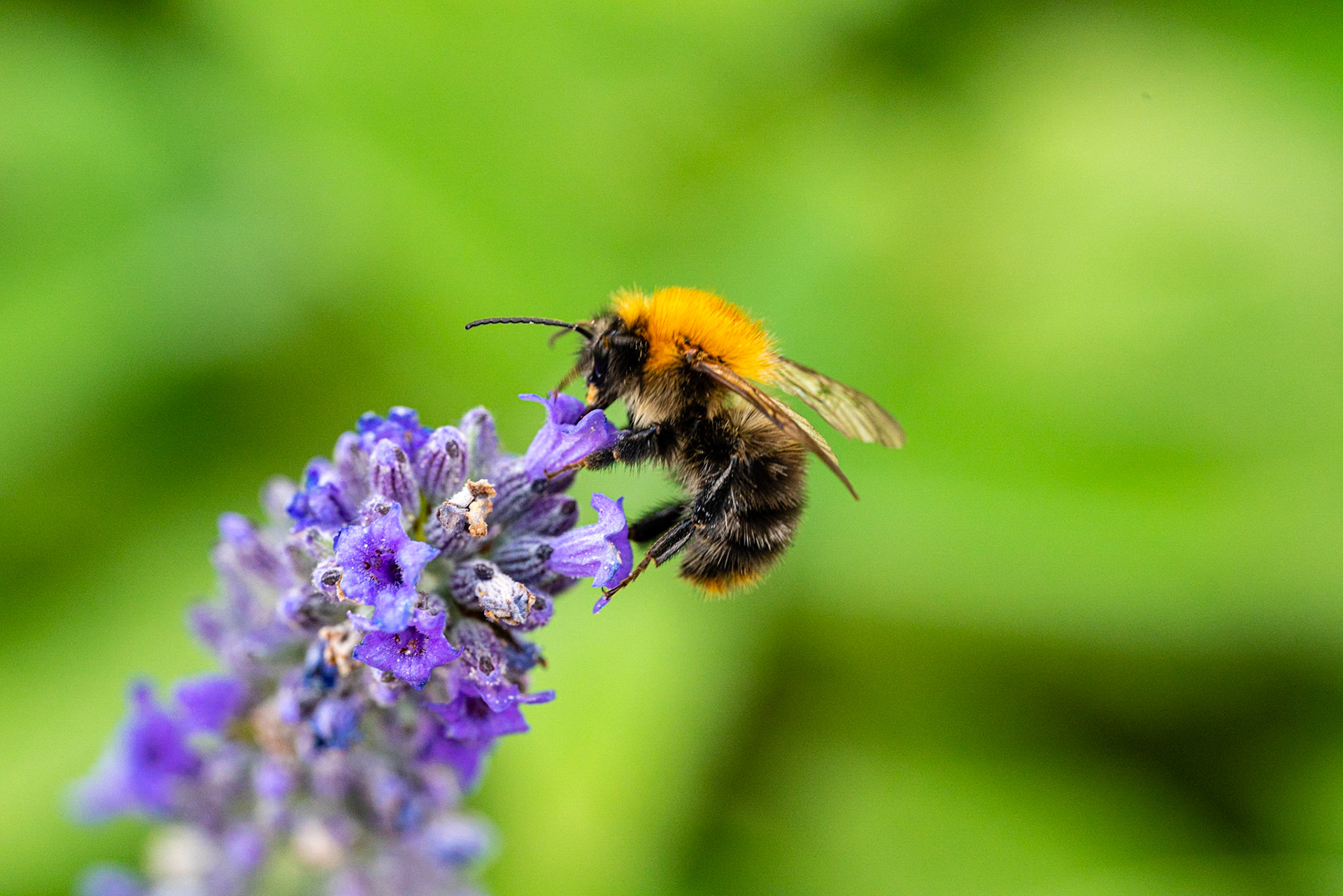 35 - Bumblebee on lavender - Hommel op lavendel