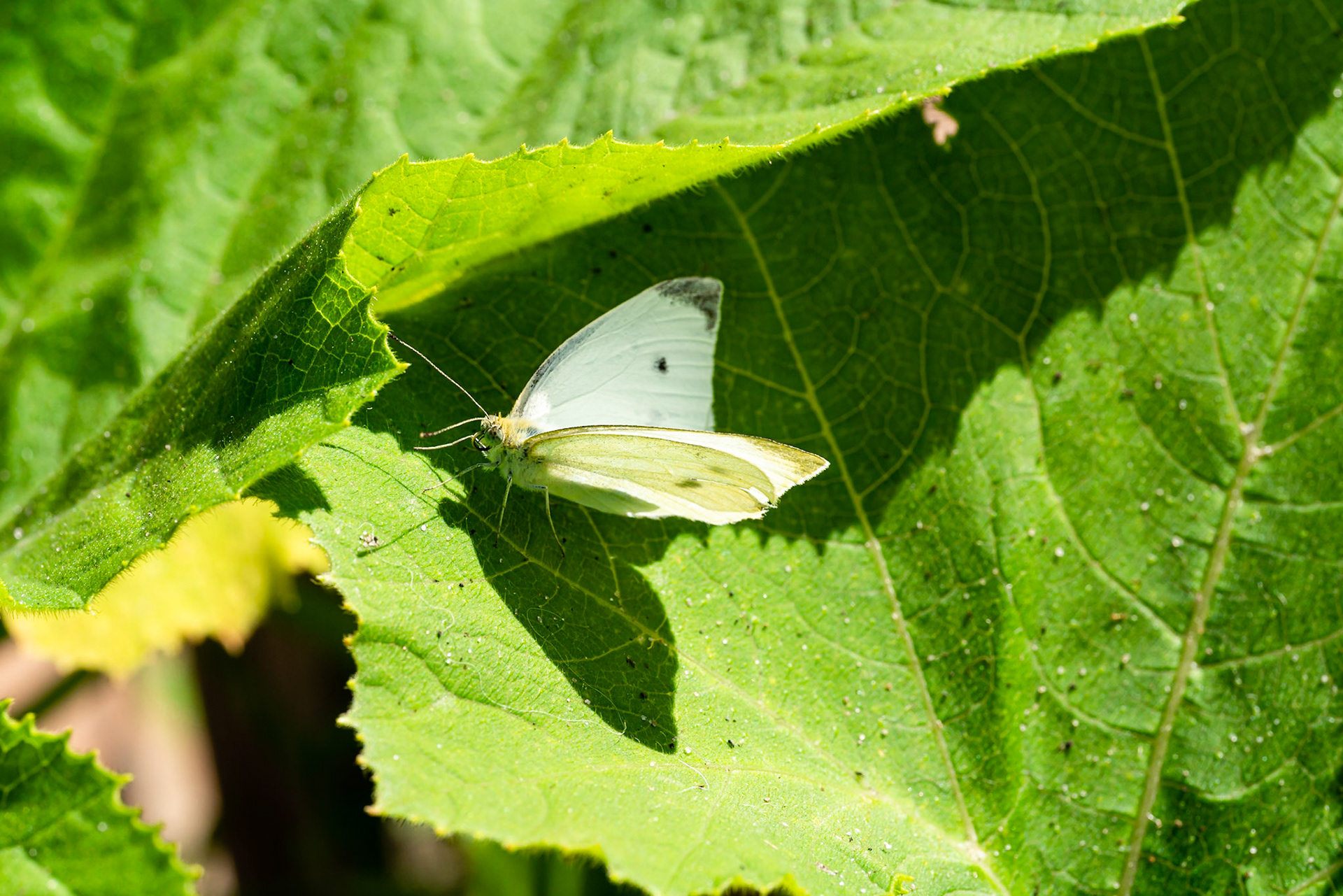 42 - Cabbage white - Klein koolwitje