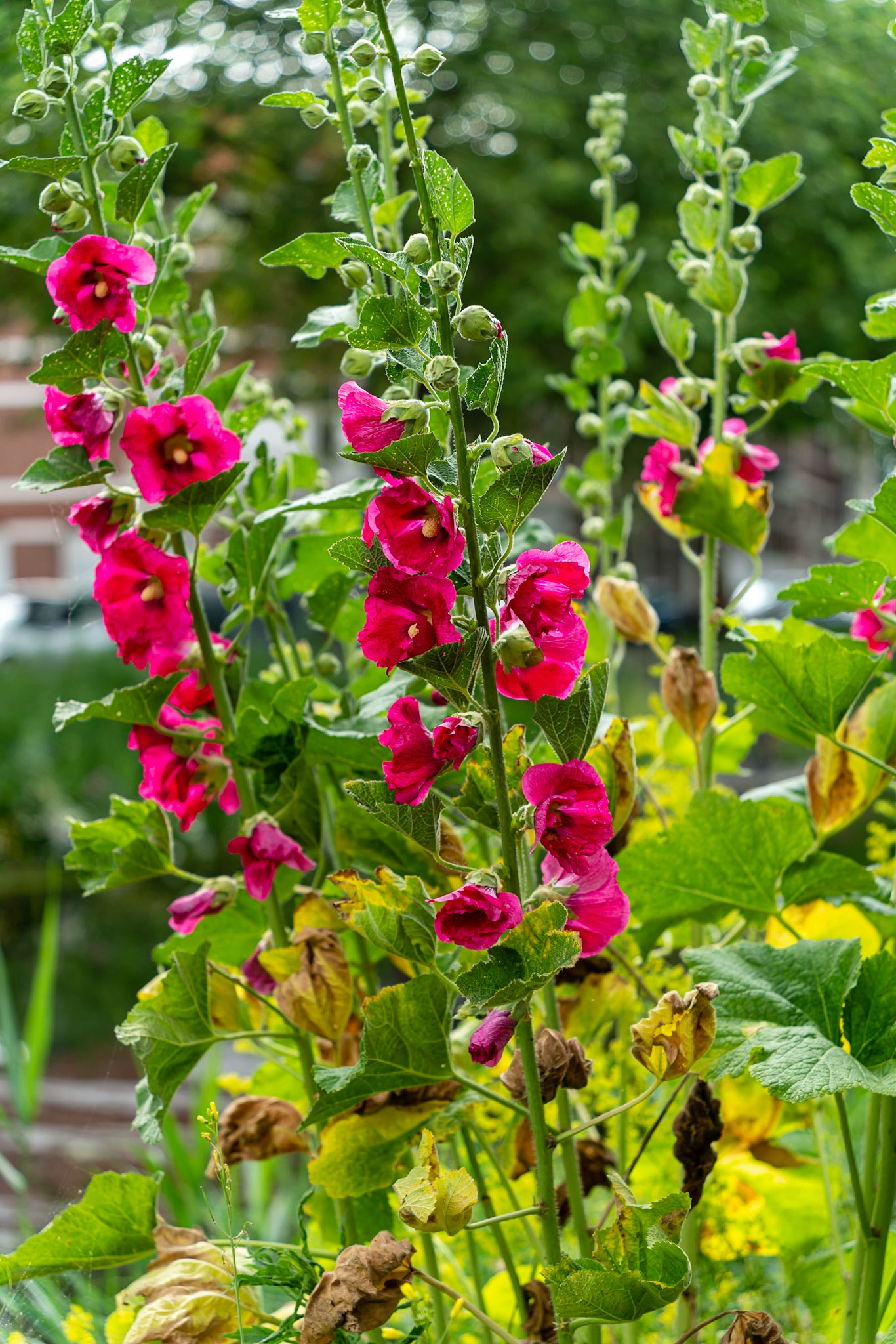 25 - Stokrozen Conradkade - Hollyhocks Conradkade