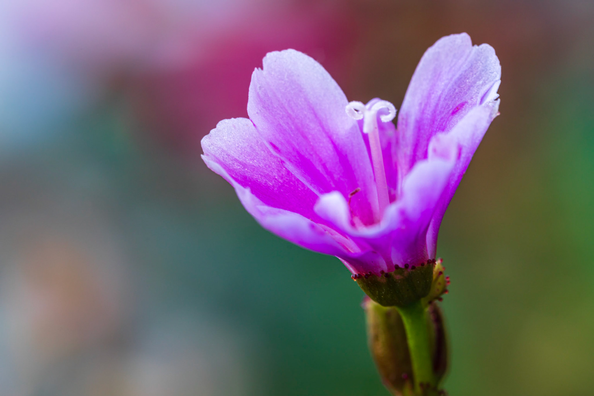 14 - Lewisia cotyledon - Bitterkruid