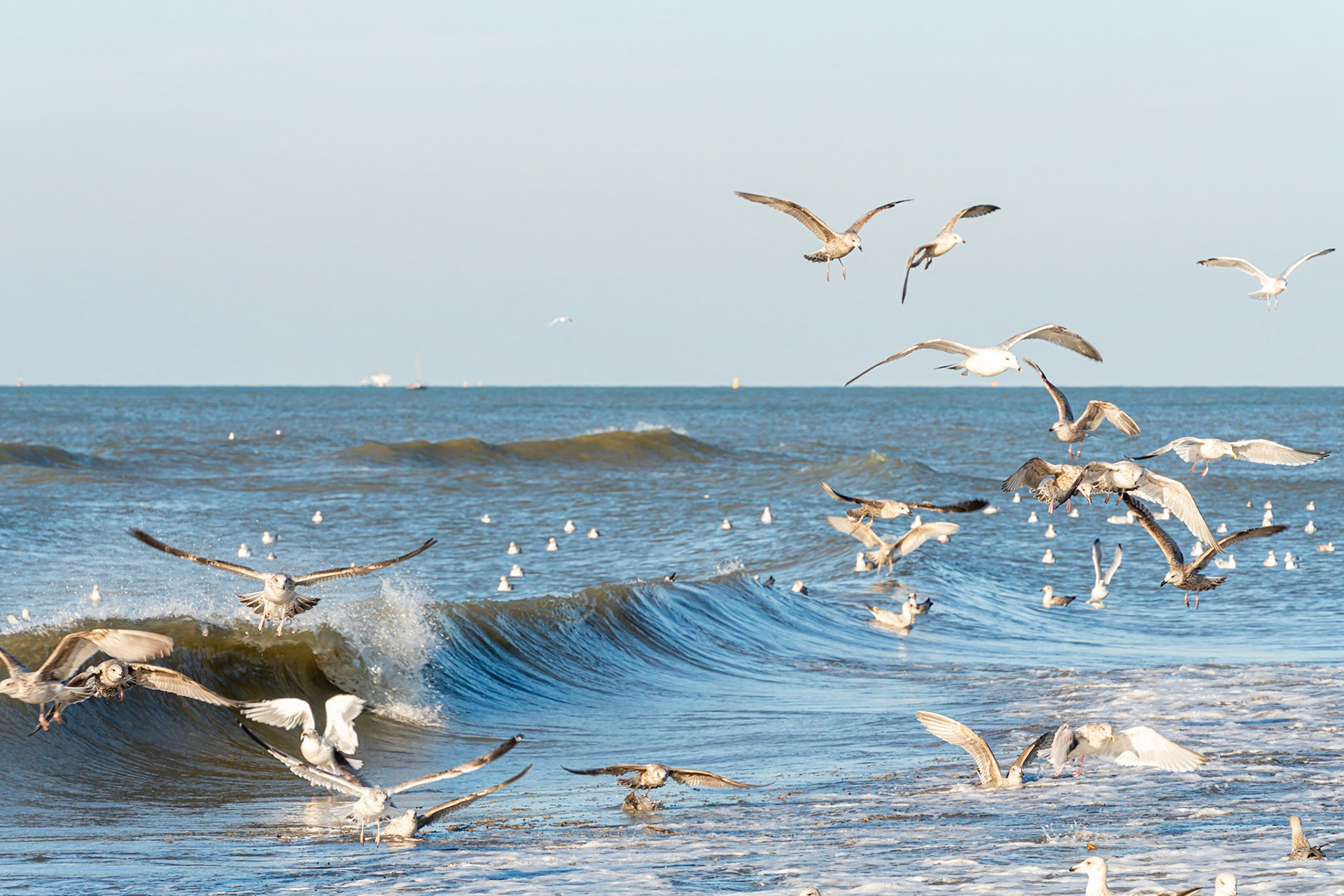 23 - Herring gull - Zilvermeeuw