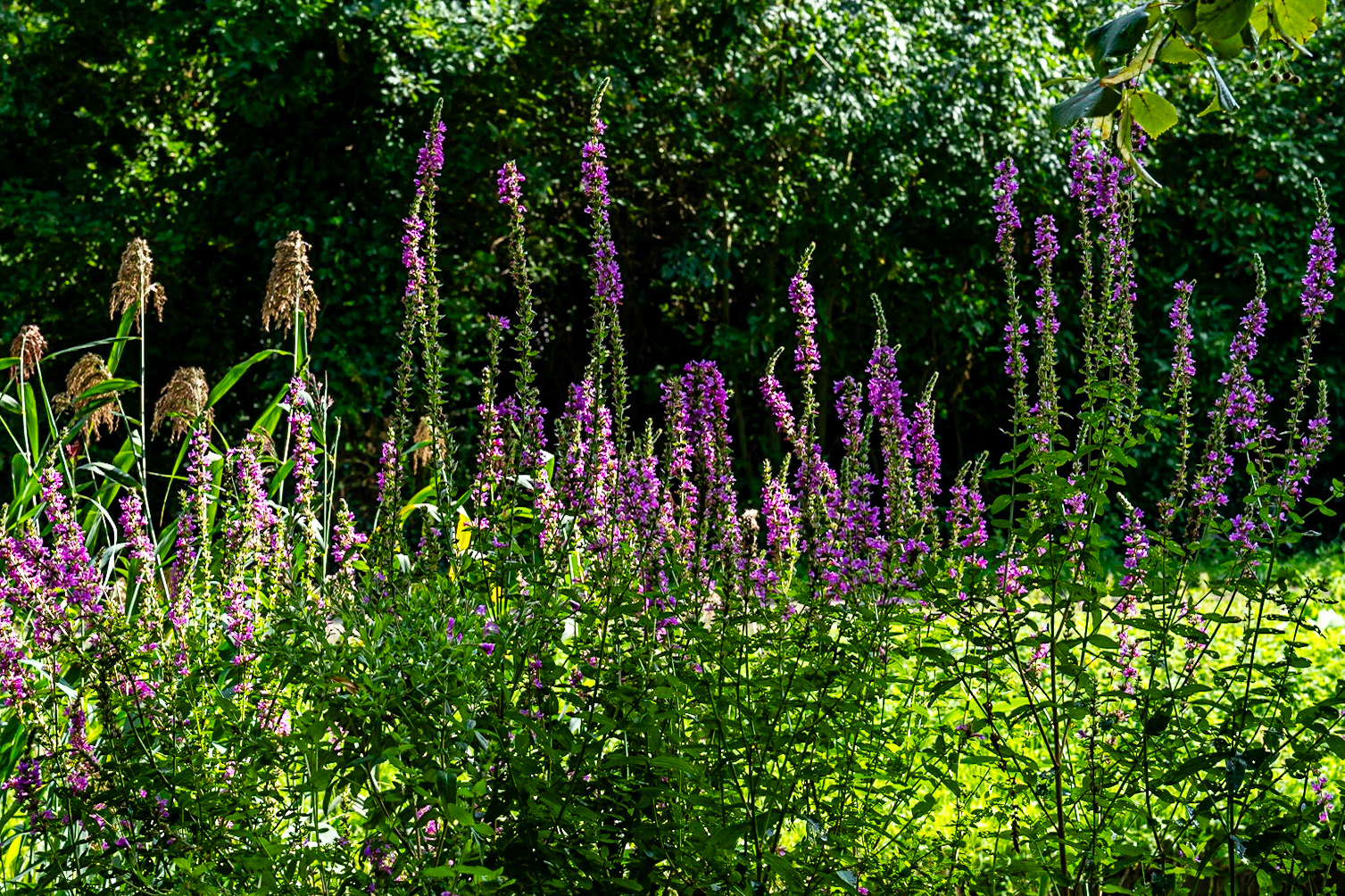 14 - Pink Flowers, Segbroekpark