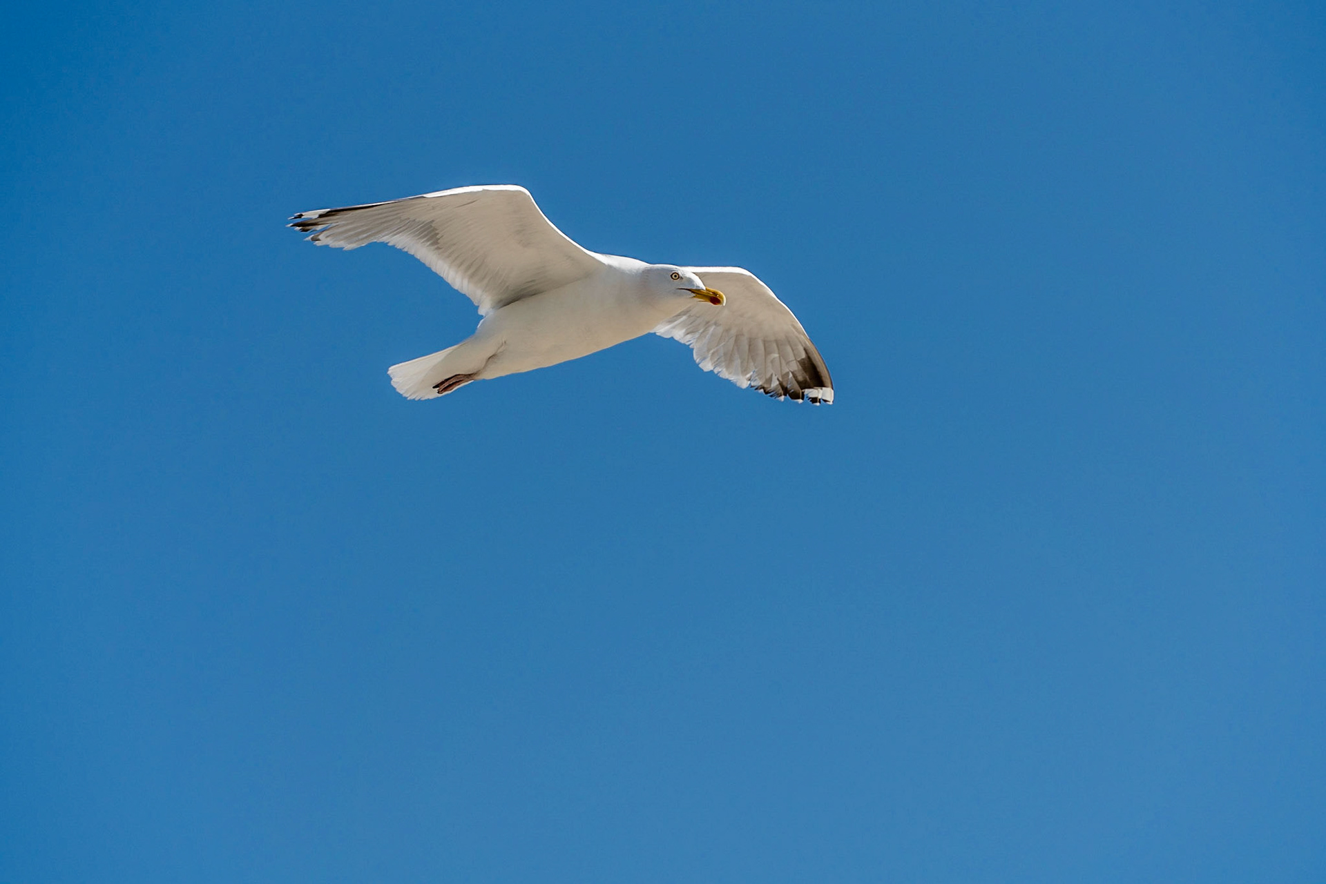 13 - Herring gull - Zilvermeeuw