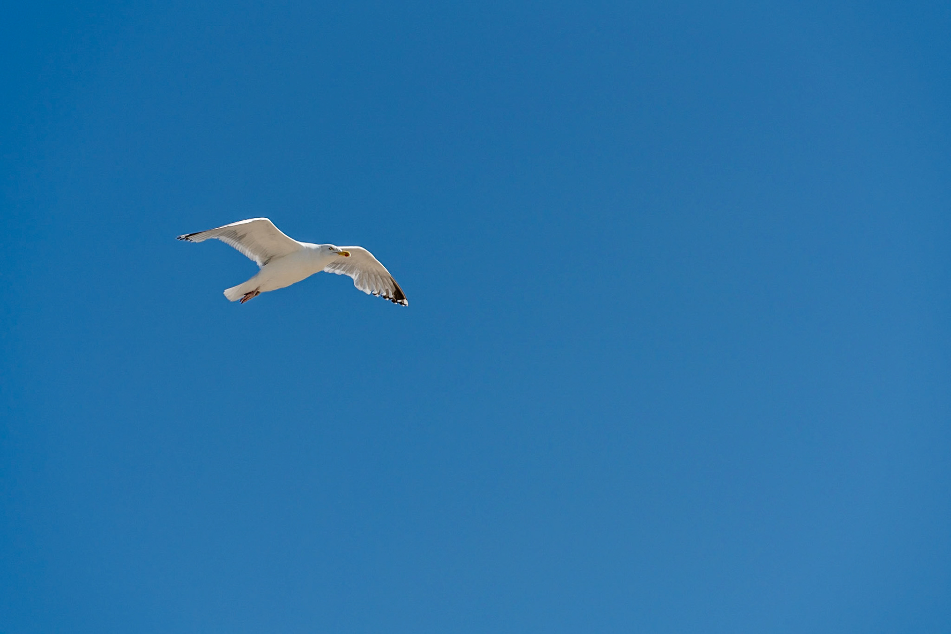 12 - Herring gull - Zilvermeeuw