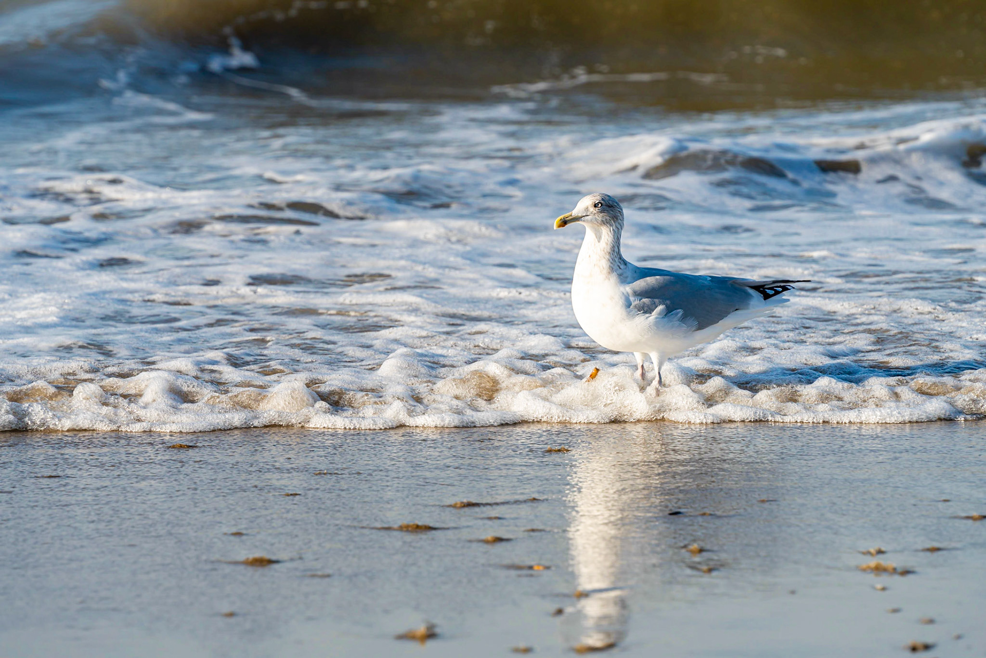 20 - Herring gull - Zilvermeeuw
