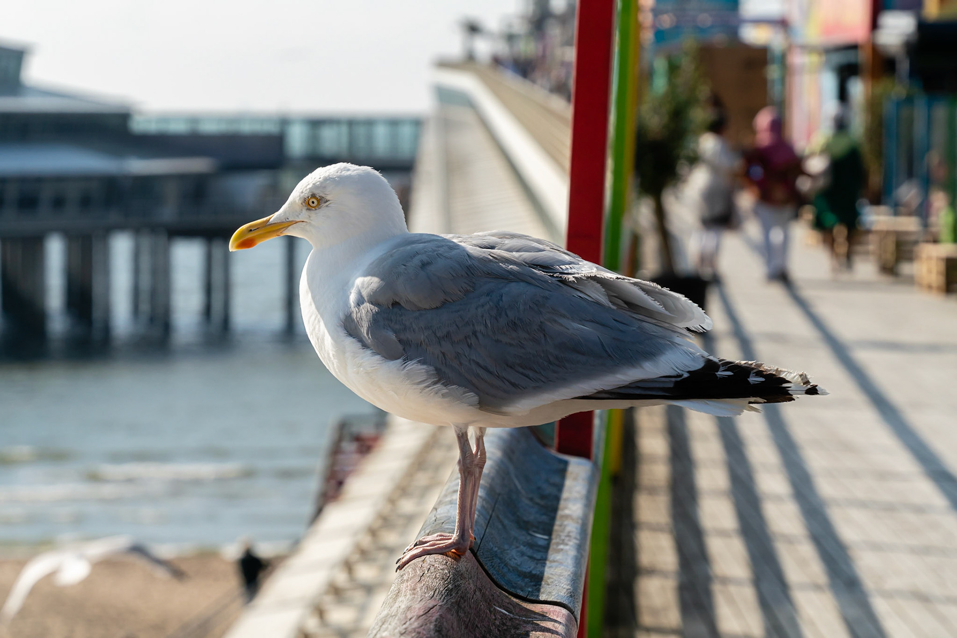 14 - Herring gull - Zilvermeeuw