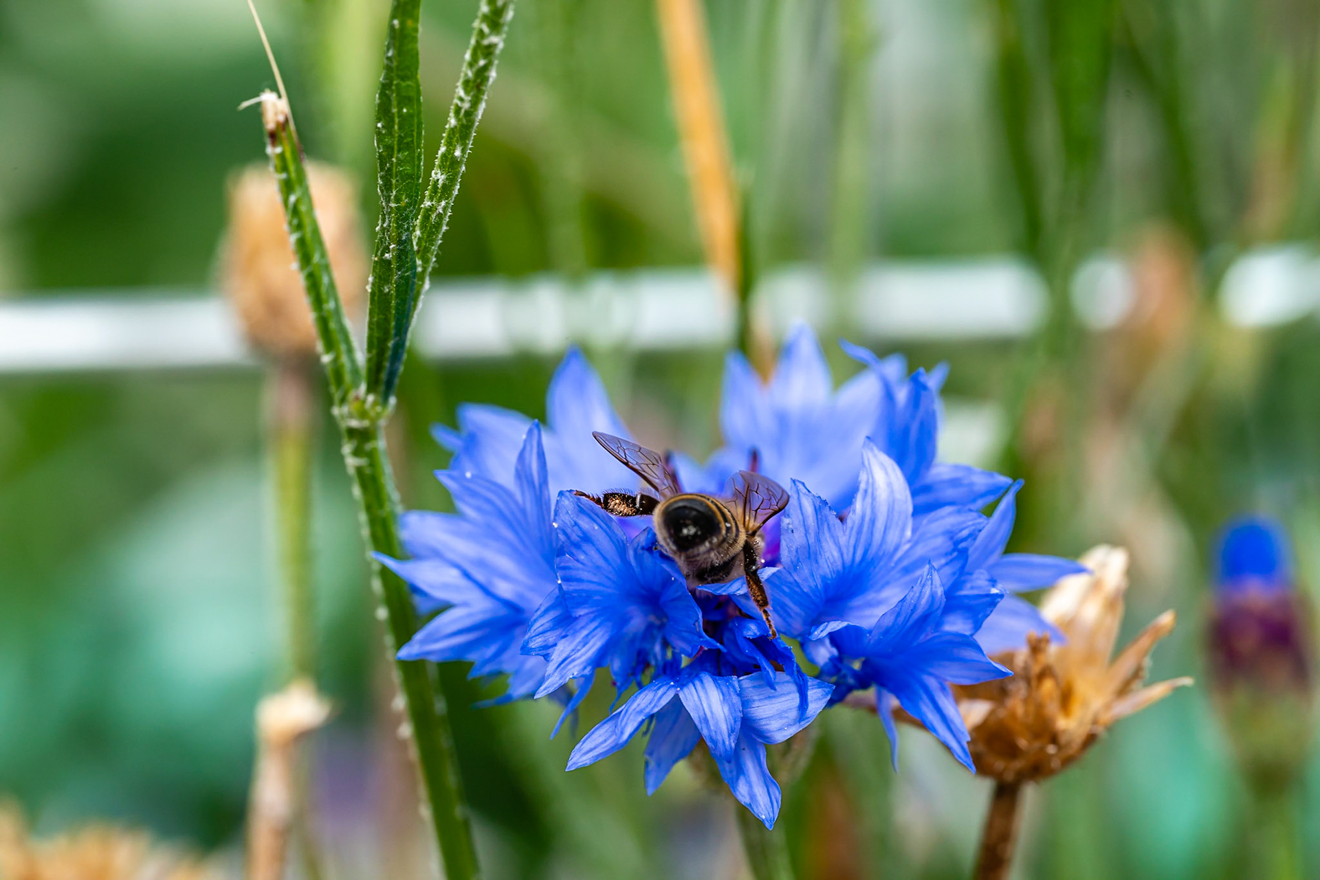 38 - Bee on cornflower - bij op korenbloem