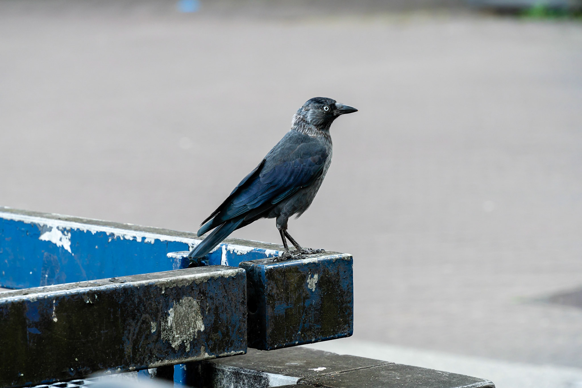 16 - Jackdaws on the lookout - Kauwen op de uitkijk