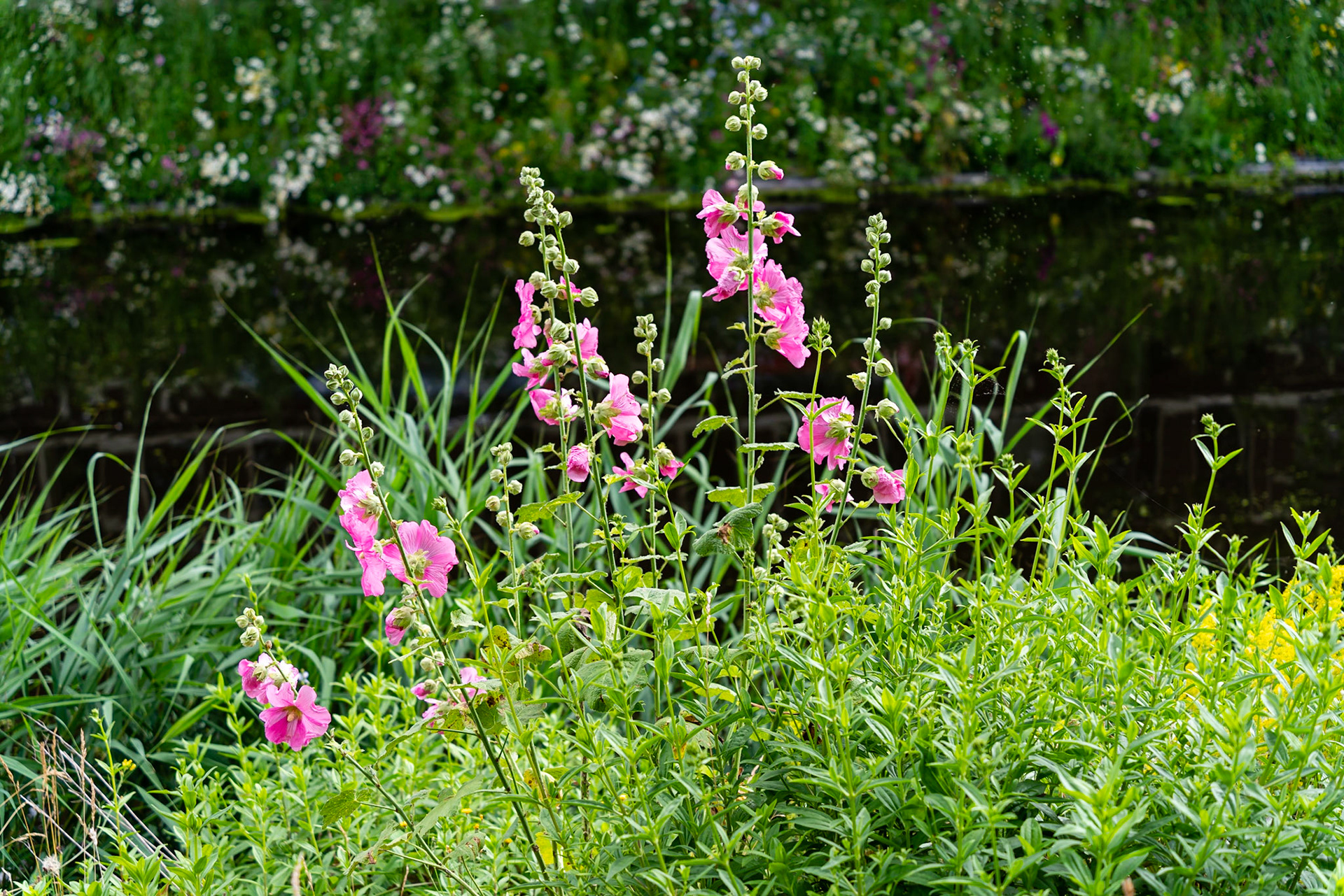 23 - Stokrozen Conradkade - Hollyhocks Conradkade