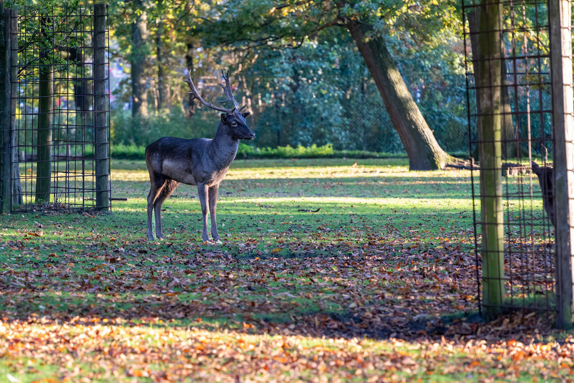 03 - Den Haag, Koekamp
