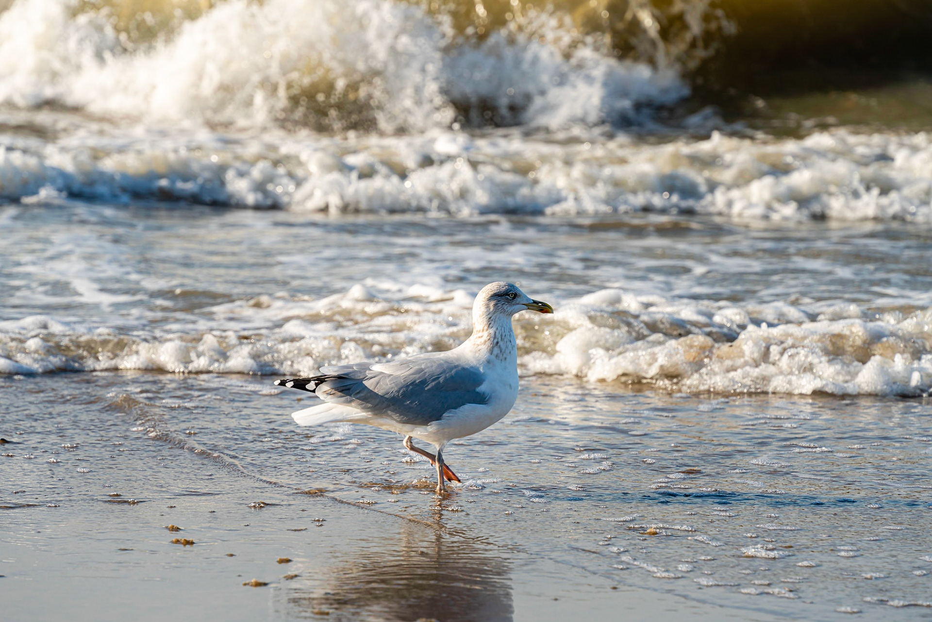19 - Herring gull - Zilvermeeuw