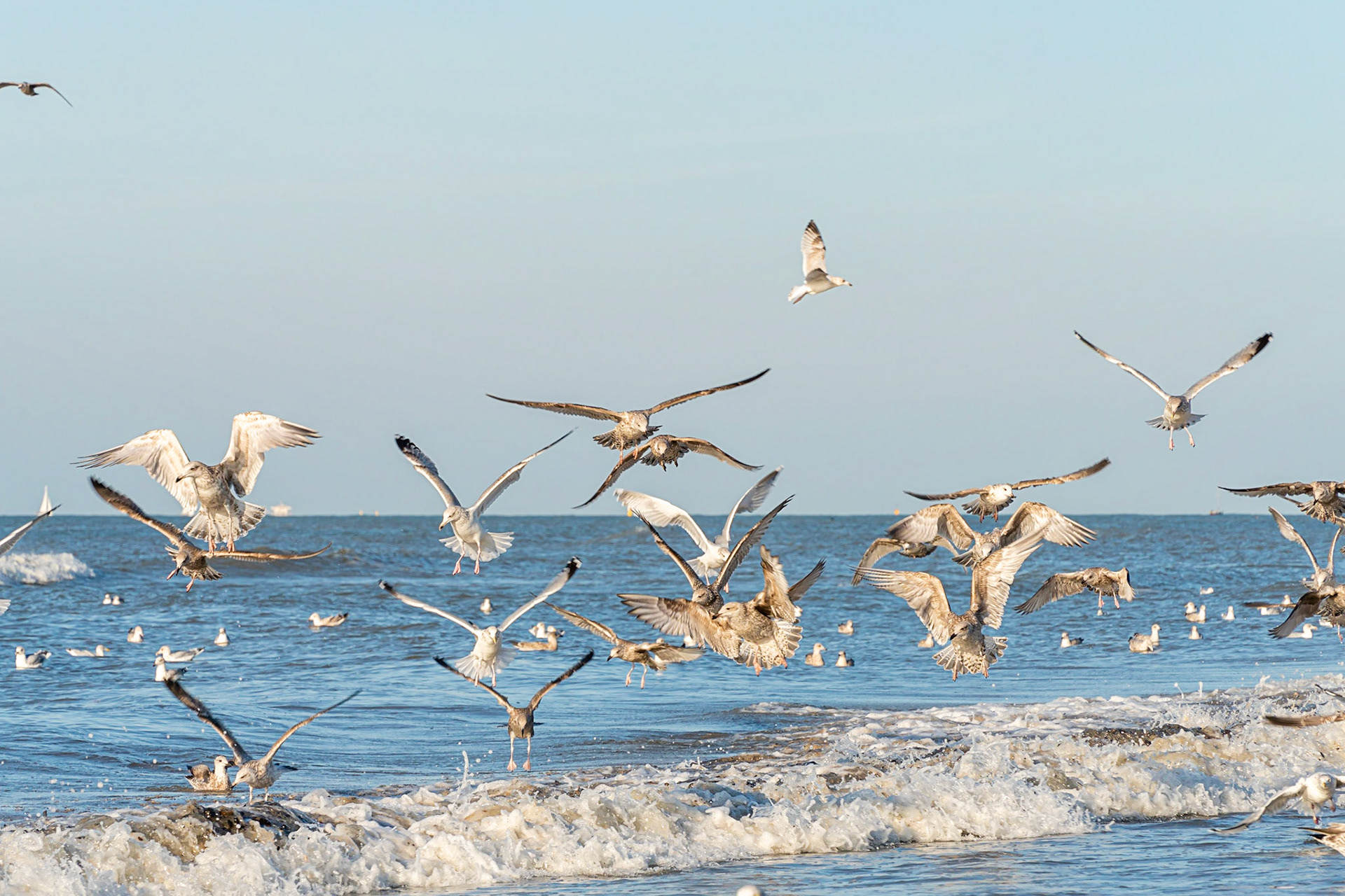 21 - Herring gull - Zilvermeeuw