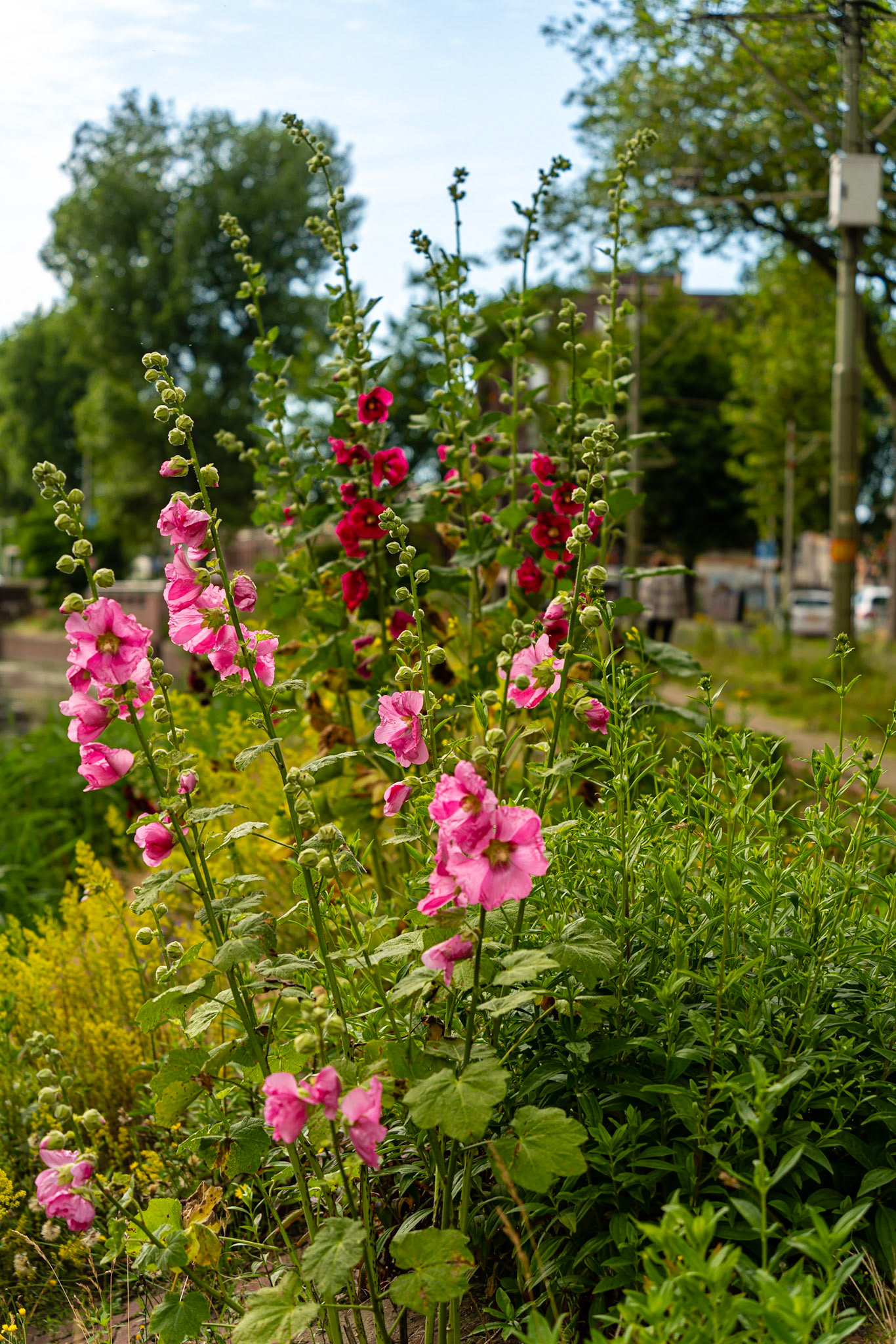 24 - Stokrozen Conradkade - Hollyhocks Conradkade