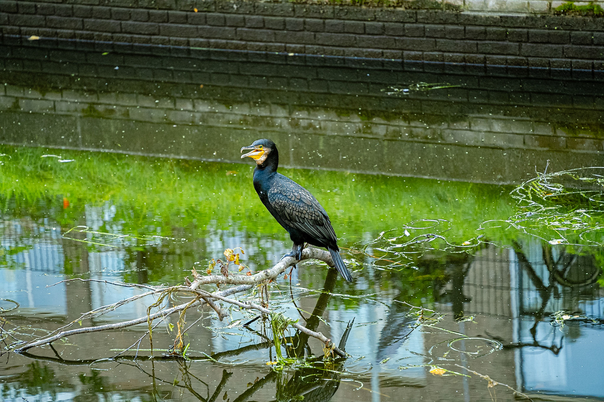33 - Aalscholver - Cormorant