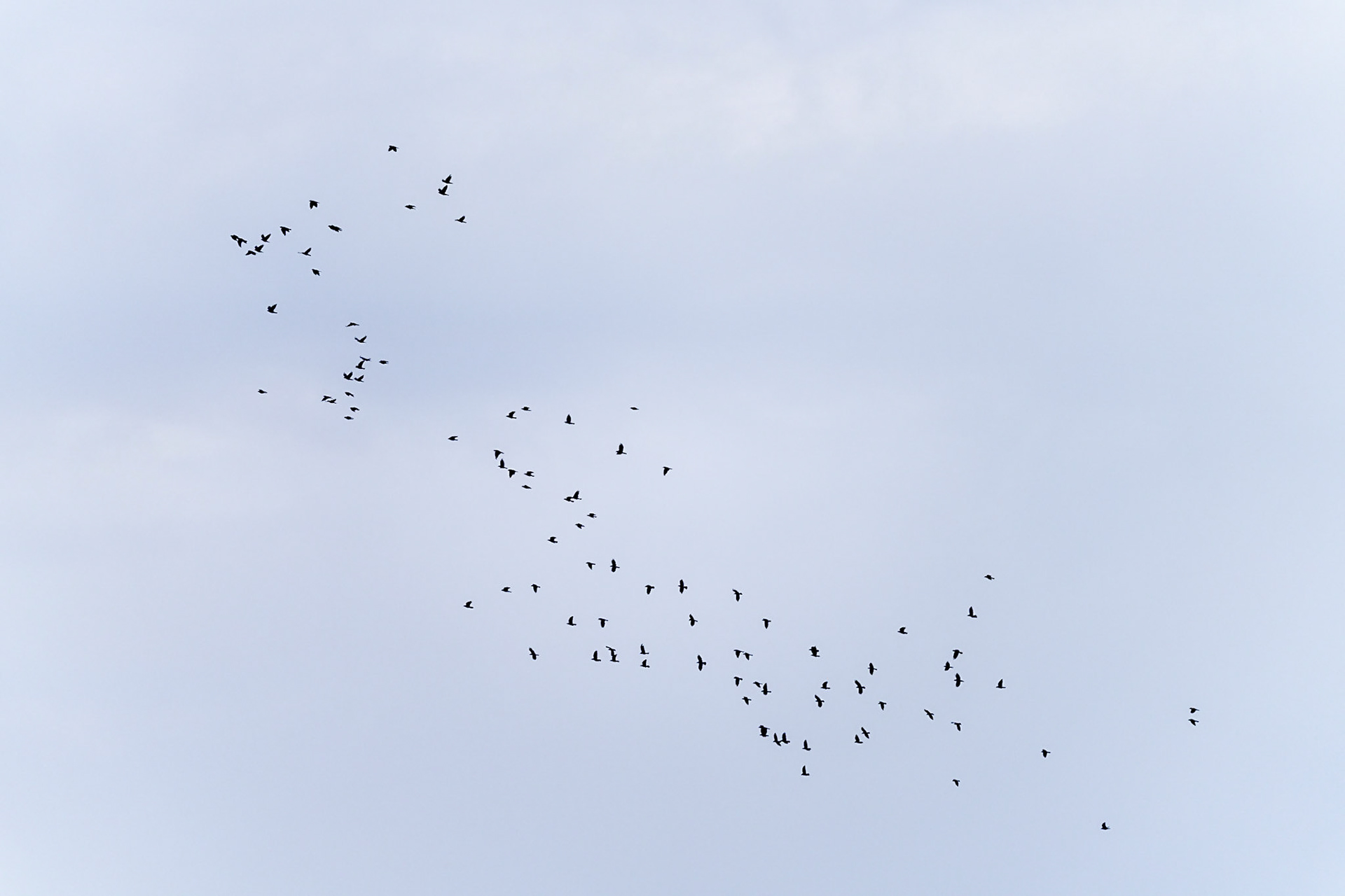 28 - Swallows - Zwaluwen