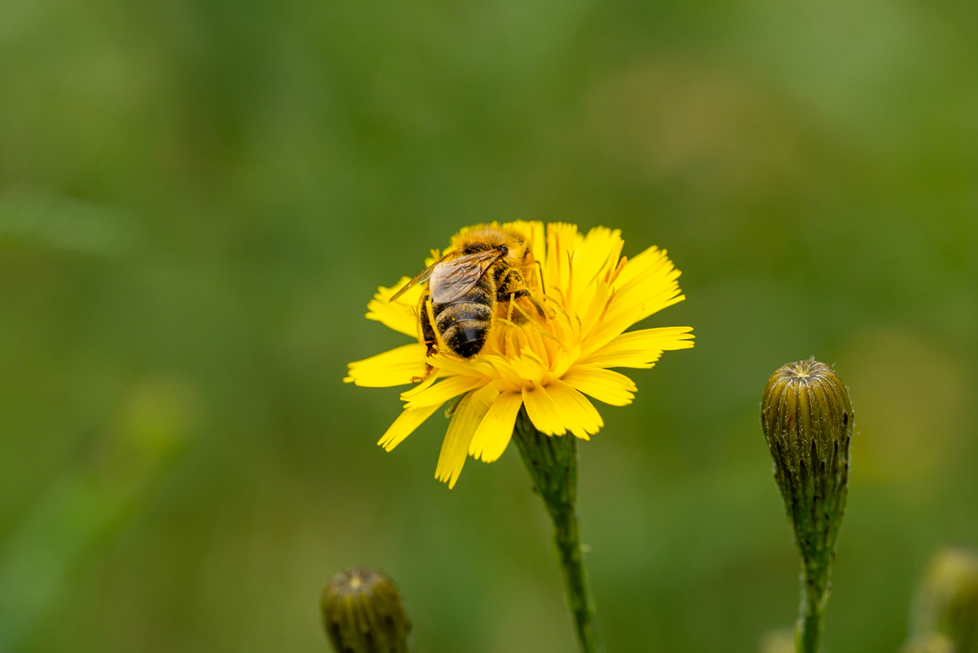 31 - Bee at work - Bij aan het werk