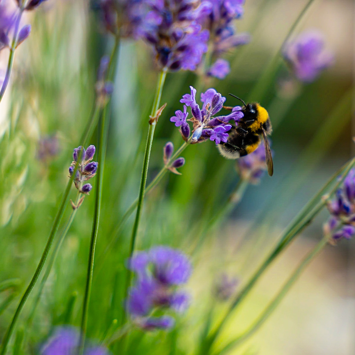 09 - Hommel op een lavendelbloem - Bumblebee on lavender