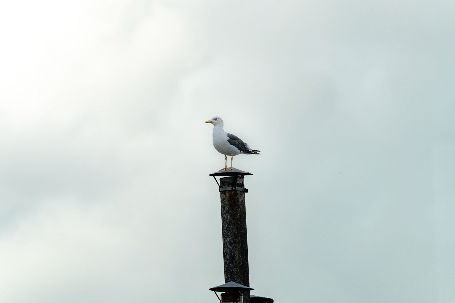 17 - Herring gull - Zilvermeeuw