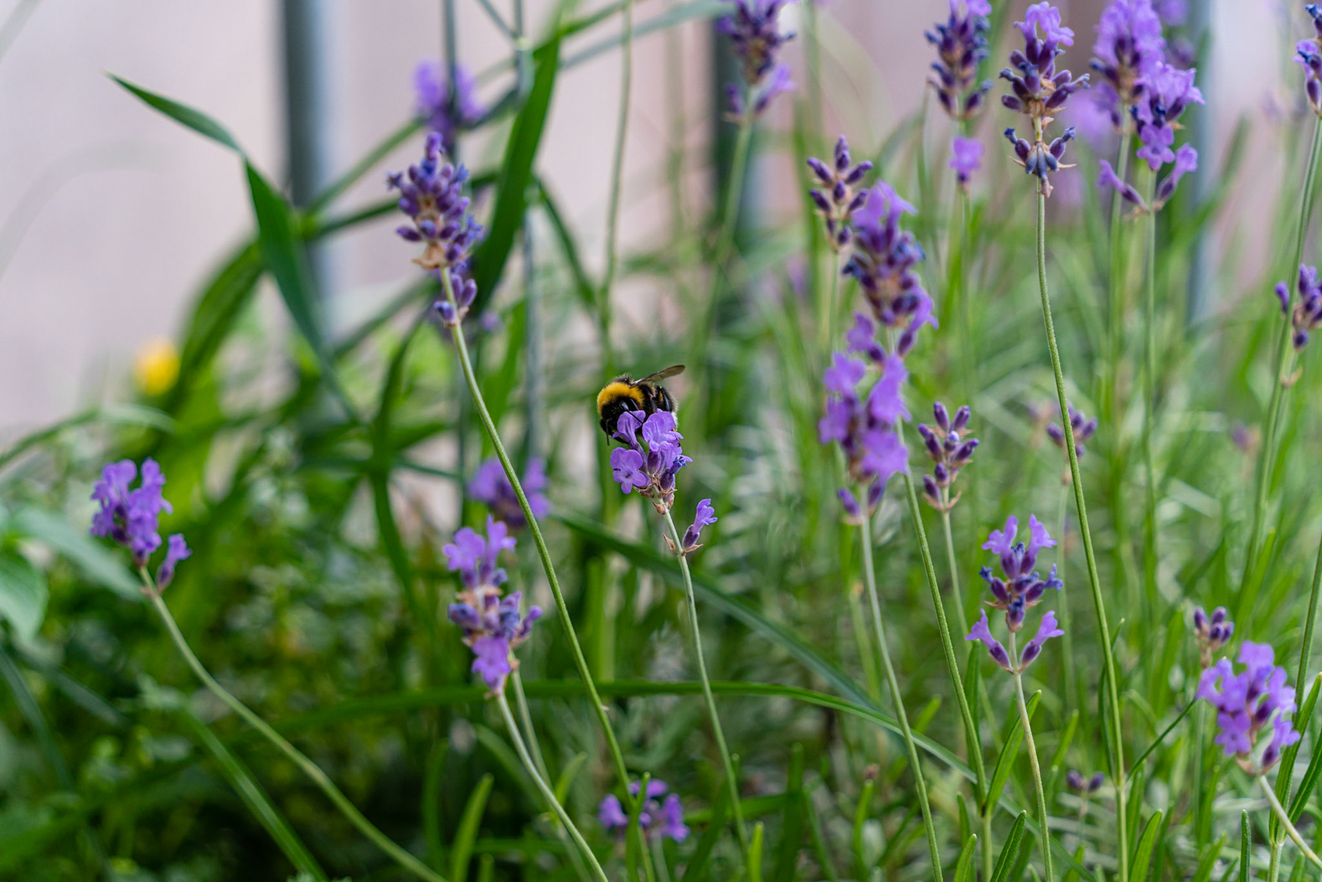 11 - Hommel op een lavendelbloem - Bumblebee on lavender