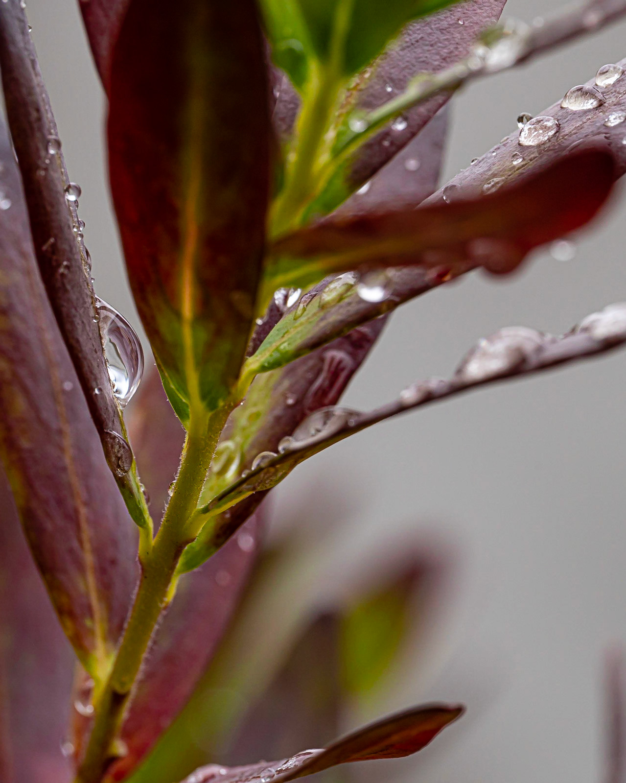 43 - raindrops resembling diamonds