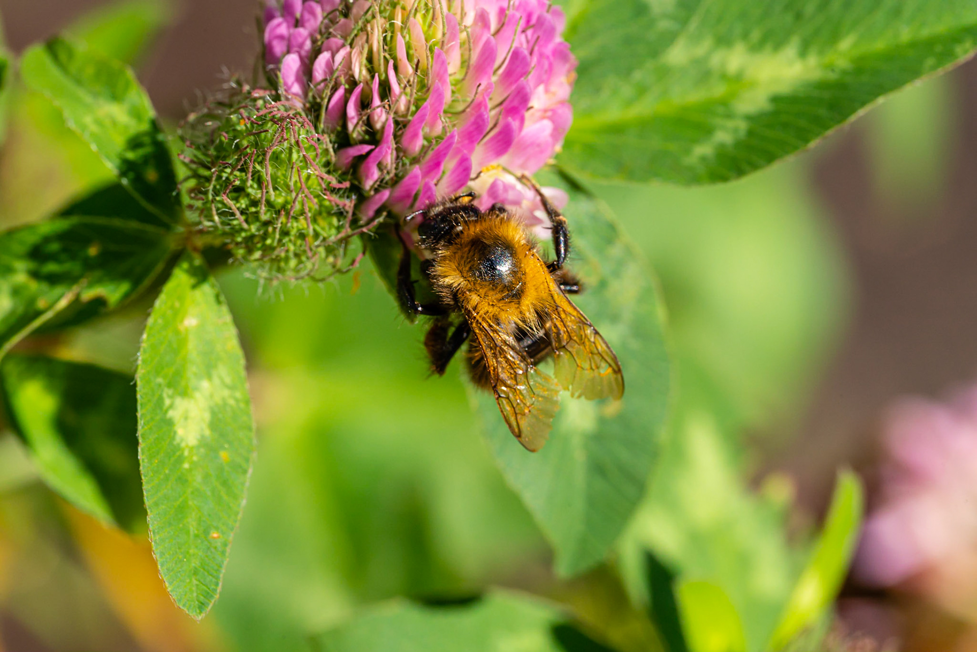 48 - Bumblebee on a flower