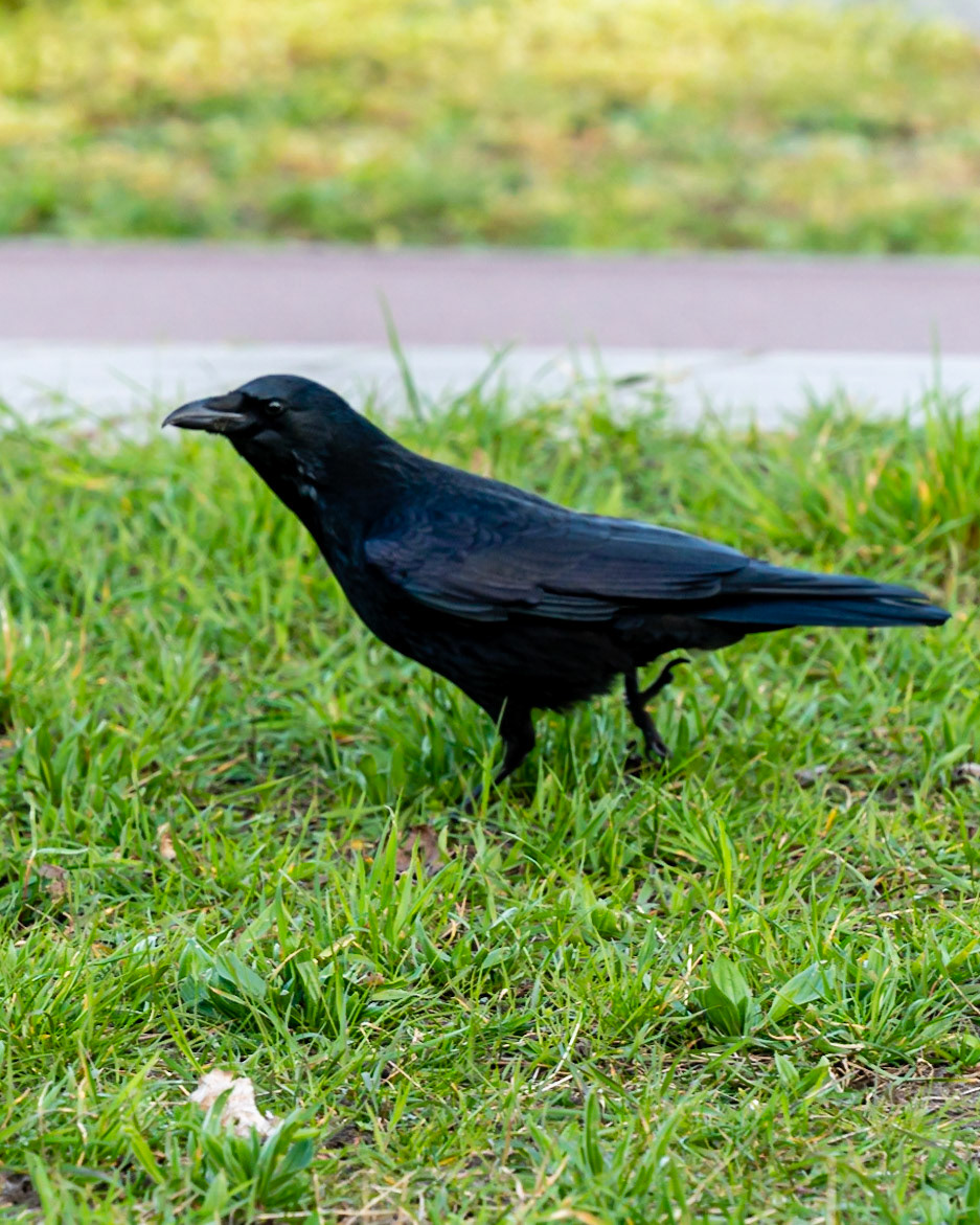 04 - Walking Crow - Wandelende Kraai