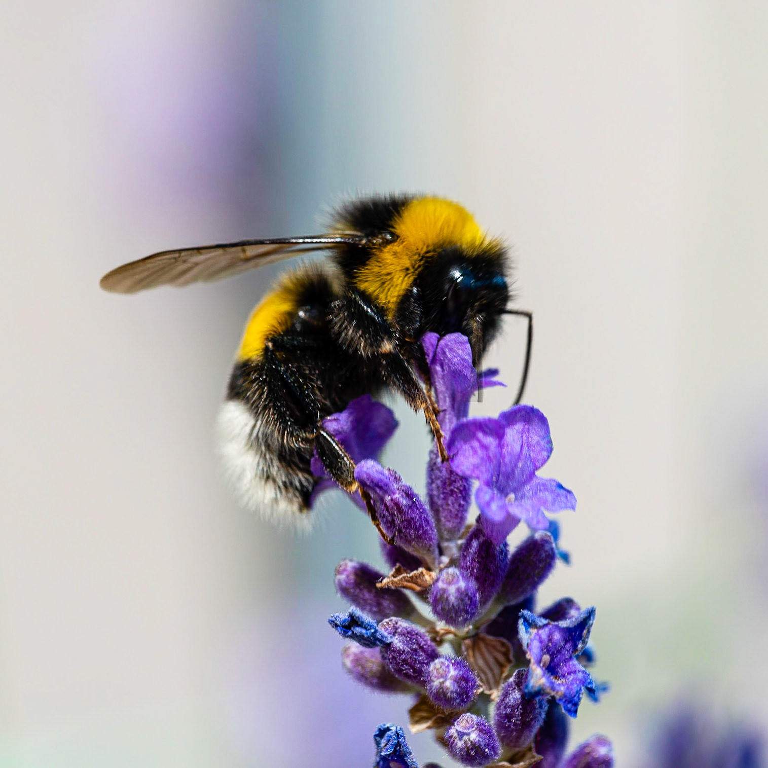 10 - Hommel op een lavendelbloem - Bumblebee on lavender