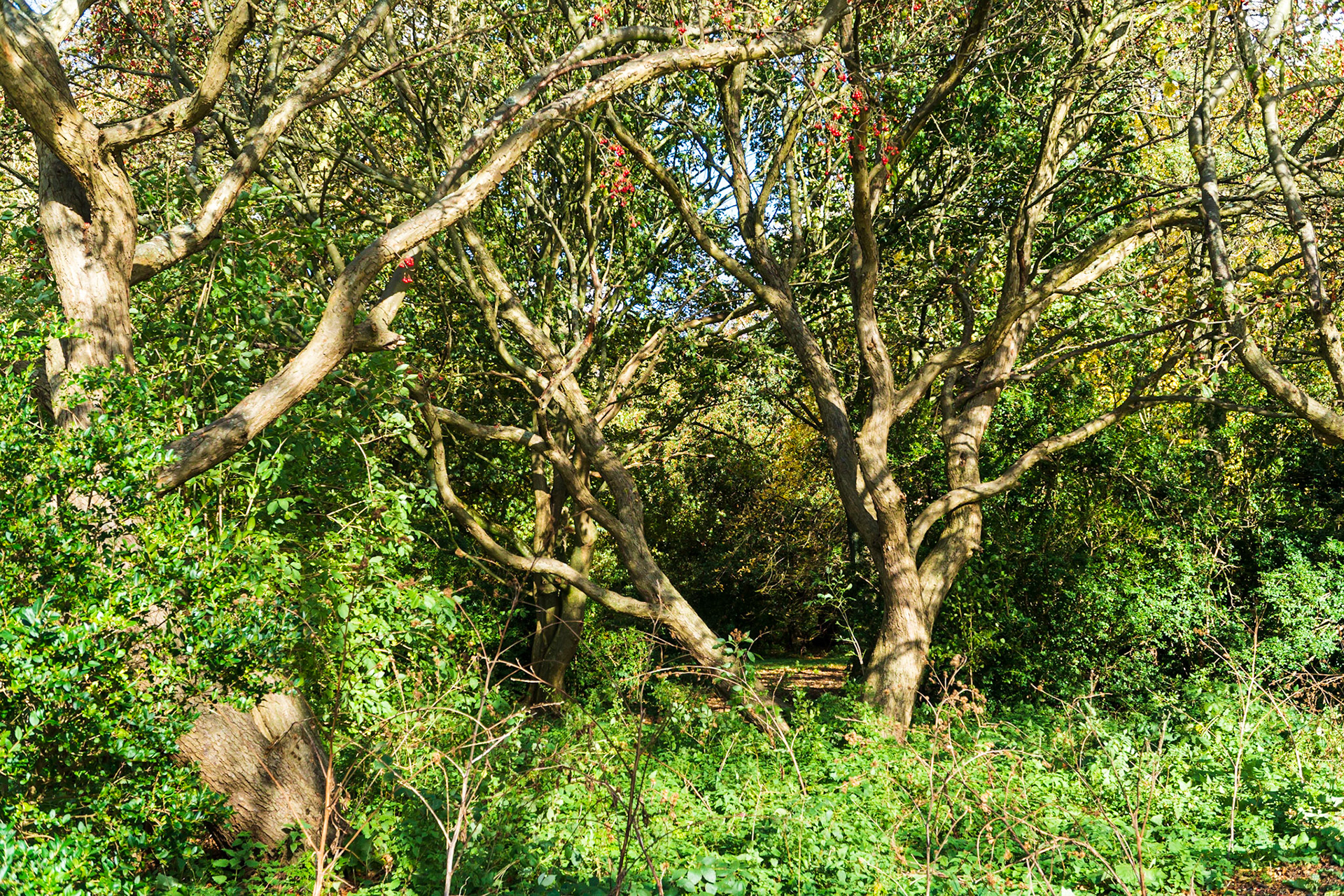 06 - Segbroekpark