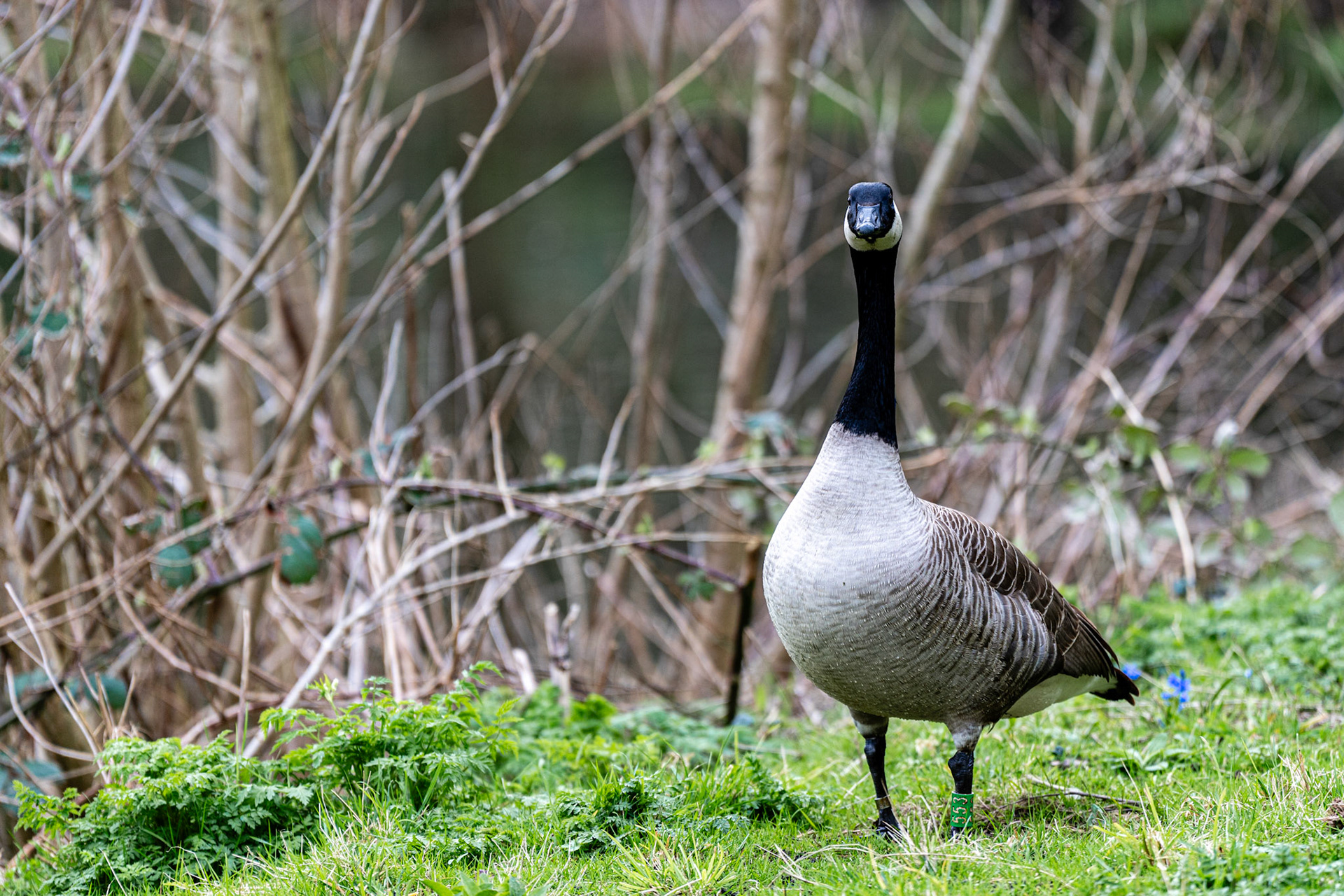 36 - Canadese gans - Canada goose