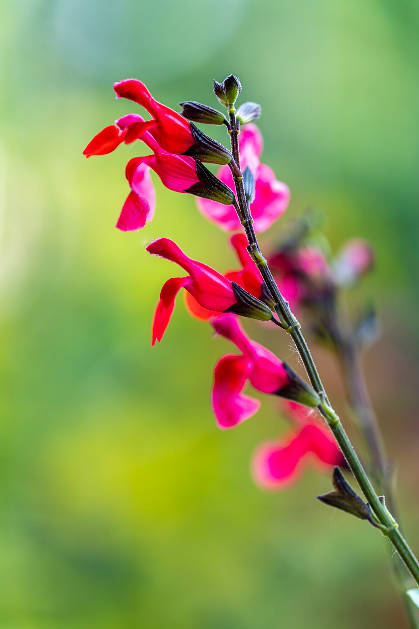 54 - Salvia Salie Rood, Royal Bumble