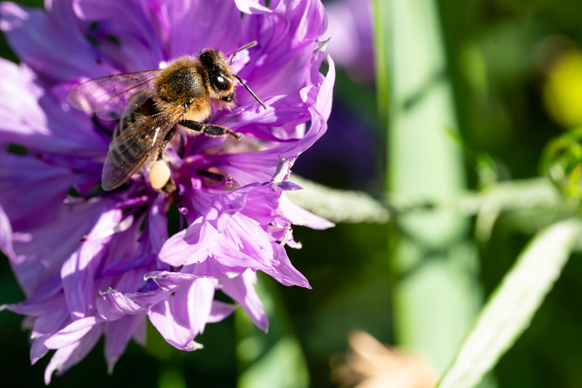 47 - Bee on cornflower - bij op korenbloem