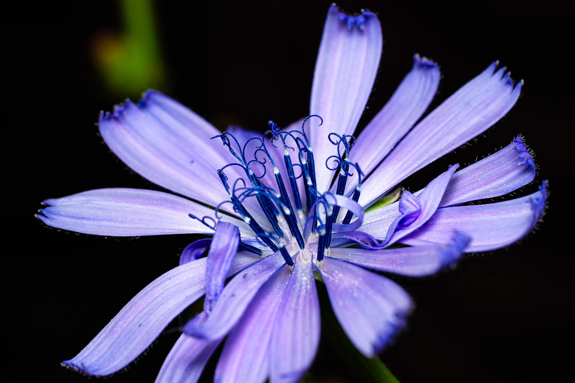 59 - Kleine blauwe bloem