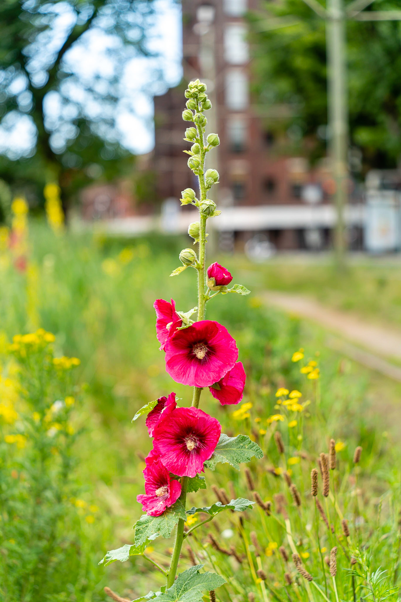27 - Stokrozen Conradkade - Hollyhocks Conradkade
