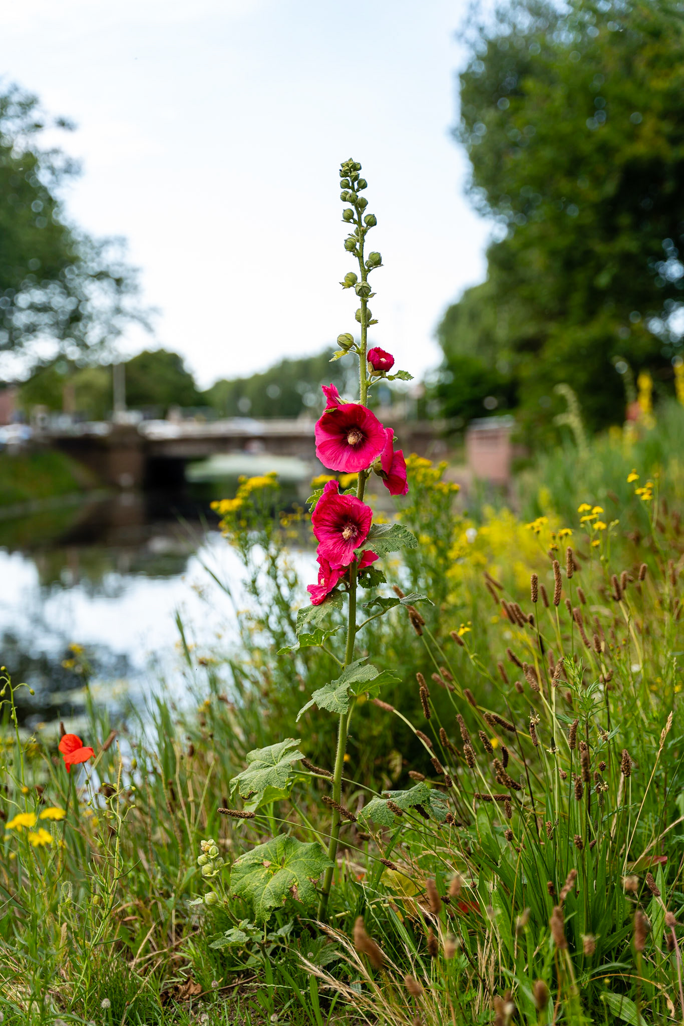 28 - Stokrozen Conradkade - Hollyhocks Conradkade