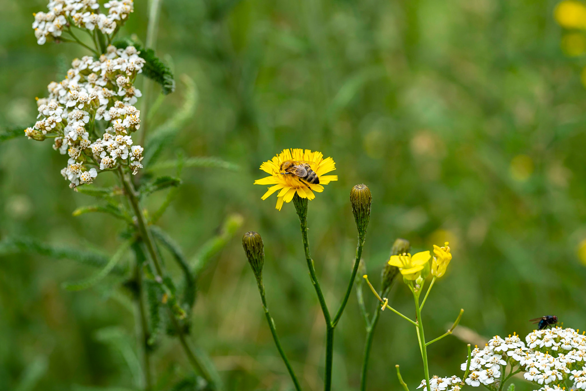 29 - Bee at work - Bij aan het werk