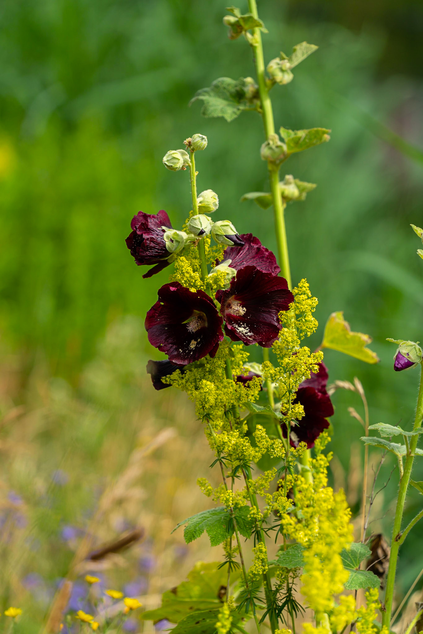22 -  Stokrozen Conradkade - Hollyhocks Conradkade