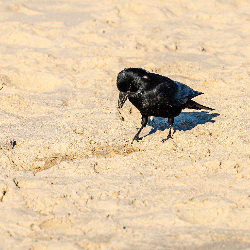 18 - Crow on the beach