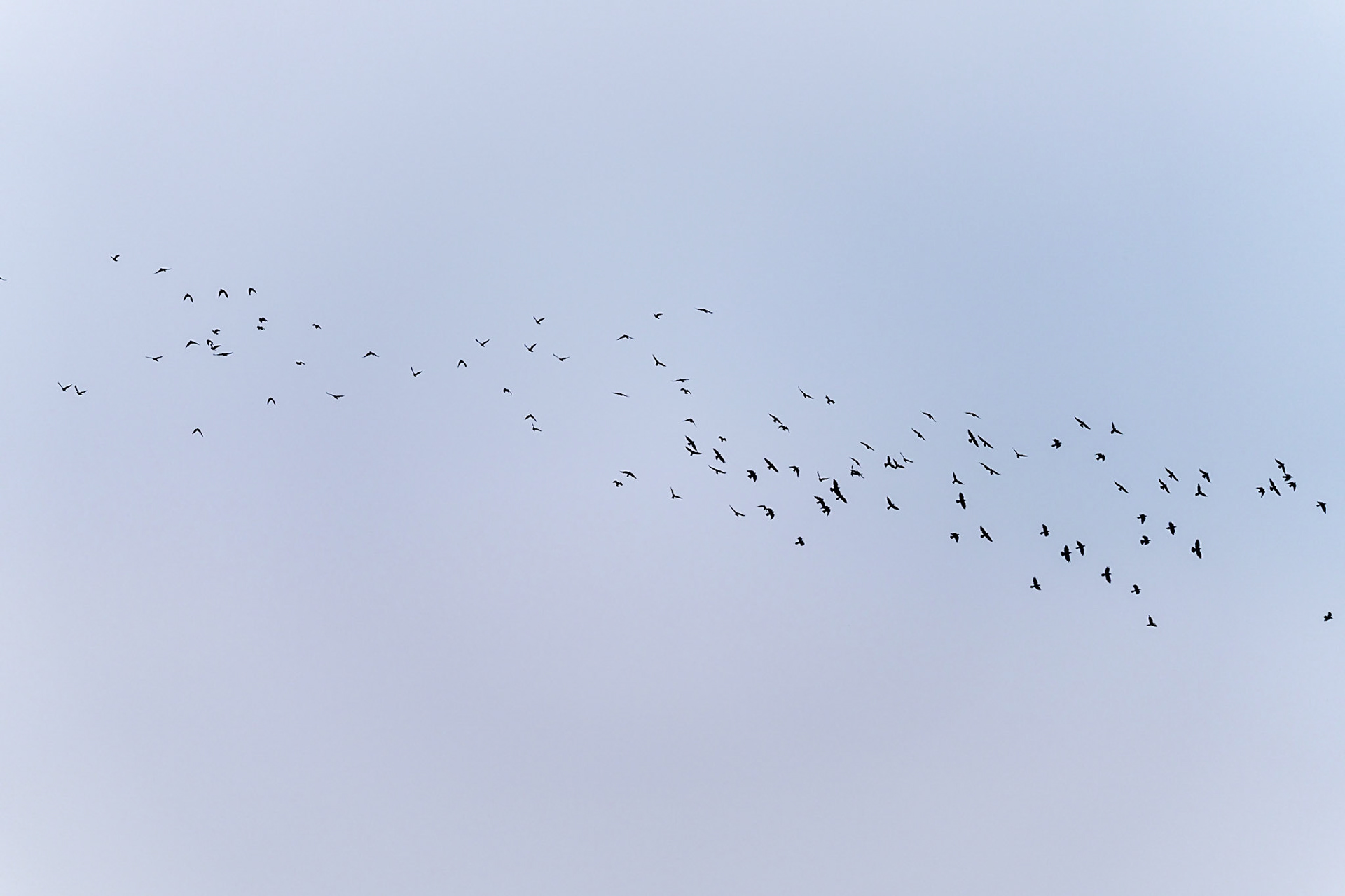 29 - Swallows - Zwaluwen