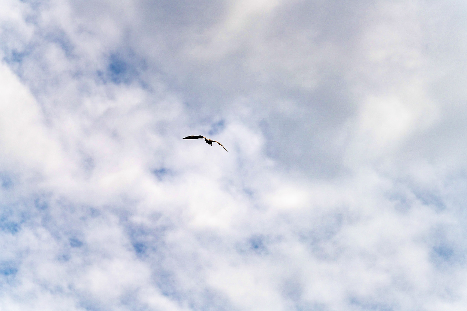 27 - Herring gull - Zilvermeeuw