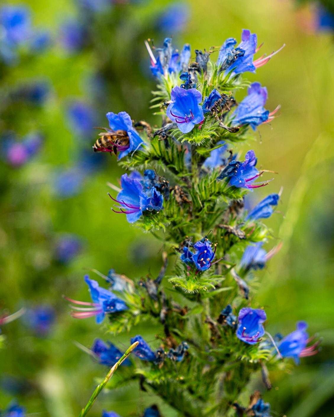 18 - Slangenkruid met bijen en hommels - Viper's-bugloss with bees and bumblebees
