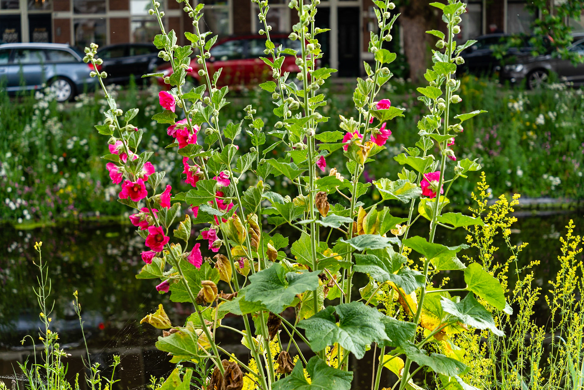 21 - Stokrozen Conradkade - Hollyhocks Conradkade